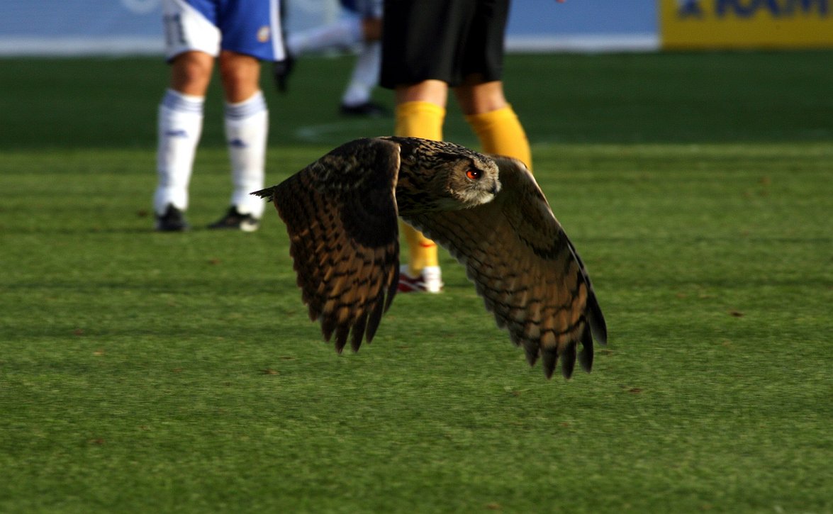 Pelastetaan pöllömetsät -kampanja käyntiin - Huuhkajia ja Helmareita on muuallakin kuin kentillä